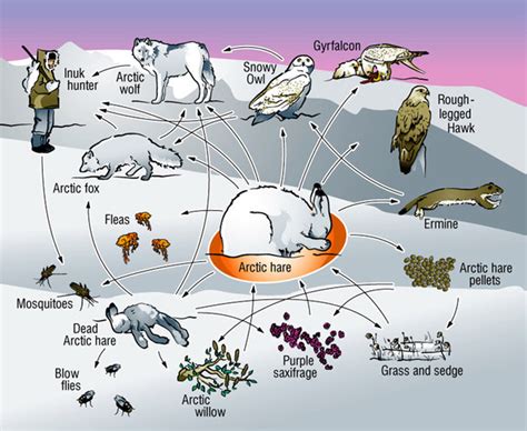 Food Web - The Tundra Biome