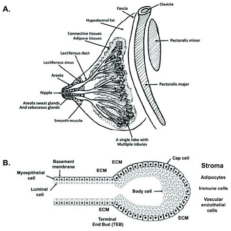 (PDF) The Mammary Gland: Basic Structure and Molecular Signaling during Development