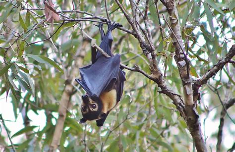 The facts and myths about bats - CAFNEC