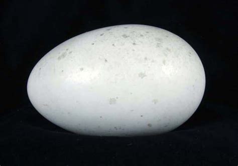 Brown Kiwi Egg Specimen; Apteryx mantelli; 954/20.1938a on eHive