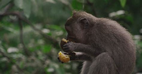 A Monkey Eating A Fruit Free Stock Video Footage, Royalty-Free 4K & HD ...