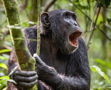 chimpanzee | Facts, Habitat, & Diet | Britannica.com