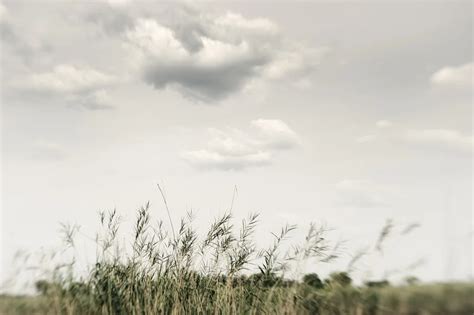 Franzel Drepper - 'Papyrus in the Okavango Delta - Botsuana' | Photocircle.net