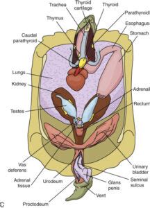 Turtle Anatomy and Physiology – Turtle Ally Certification Program