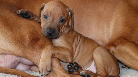 The Story of Zero - Our Rhodesian Ridgeback Puppy - YouTube