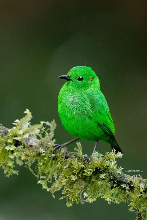 330 Birds of the World: South America ideas in 2021 | bird species ...