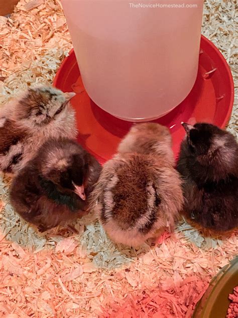 The Complete Guide to Caring for Baby Chicks - The Novice Homestead