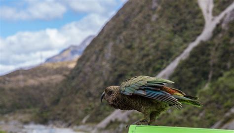 New Zealand Wildlife Tours | Active Adventures