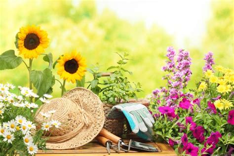 Gardening In Sunny Sites - Planting in Sunny, Dry Conditions | HGTV