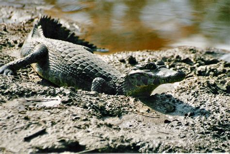 File:Caiman yacare.jpg - Wikimedia Commons