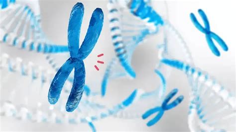 Kromosom Manusia, Struktur DNA yang Memberi Ciri pada Tubuh dan Wajah | Orami