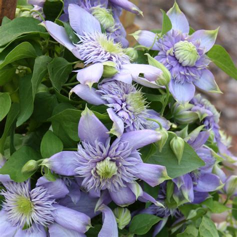 Clematis BLUE LIGHT® - Order Online