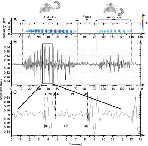 Figure 2 from Functional study of the pectoral spine stridulation mechanism in different ...