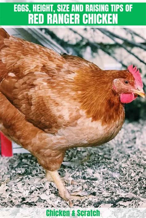 Red Ranger Chicken: Eggs, Height, Size and Raising Tips