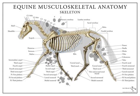 Equine Skeletal System Poster | Anatomy bones, Horse anatomy, Horse bones