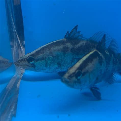 Barramundi 4" for sale - Exotic Fish Shop - 774-400-4598