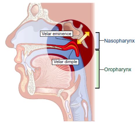 Module 8-Review of Velopharyngeal Anatomy and Physiology Flashcards ...