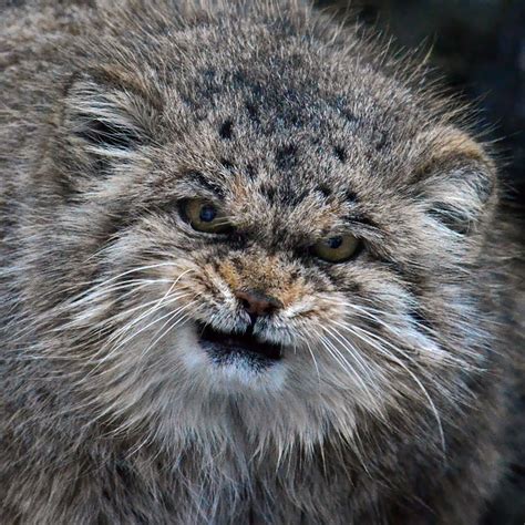 The Manul Cat Is The Most Expressive Cat In The World | Bored Panda