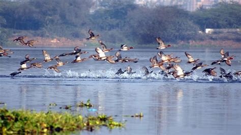 Okhla Bird Sanctuary to reopen after 5 months: All you need to know - Oneindia News