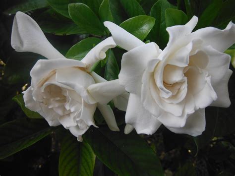 Gardenia jasminoides 'Miami Supreme'(Gardenia3) - Richard Lyons Nursery, Inc.