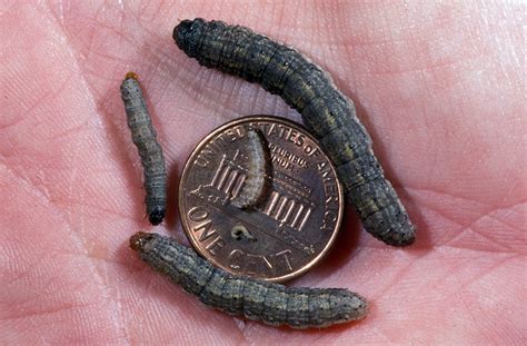 Black Cutworm Moths Keep Coming, Scout High-Risk Seedling Corn Soon ...