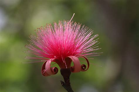 Pink Cushion – BirdLife eThekwini KZN