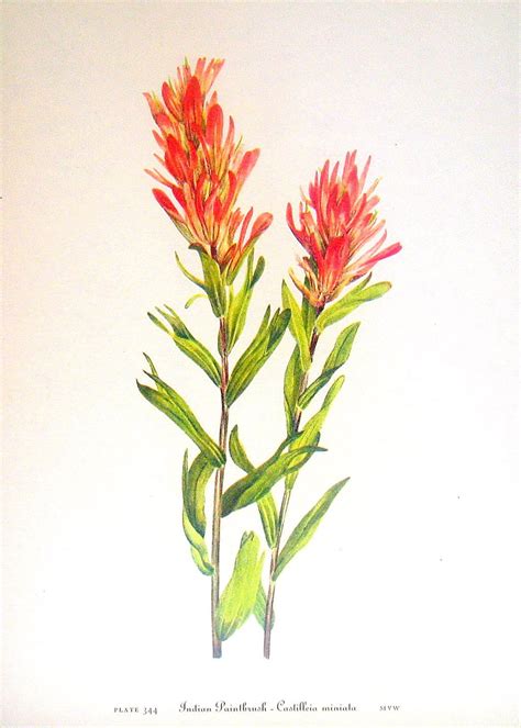 Flower Print - Indian Paintbrush, Owl Clover - 2 Sided - 1950's Vintage Botanical Illustration ...