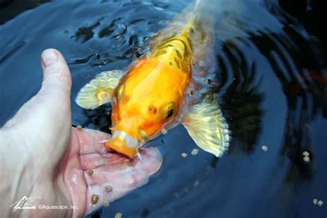 Pond Fish Feeding | 6 Tips for Feeding Koi Fish in Summer