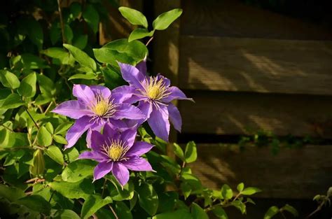 How to Grow Clematis for Vibrant Blooms - The Best Gardening Info