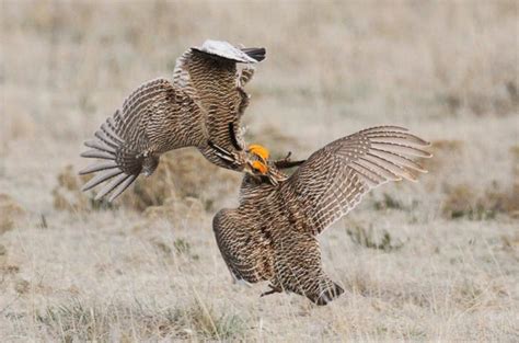 Lesser prairie chicken proposed as endangered and threatened species