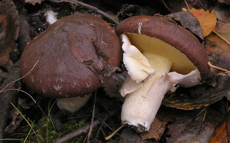 Suillus luteus (Klouzek obecný)