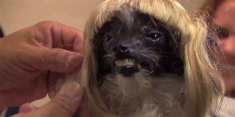 'World's Ugliest Dog' Gets An Incredible Makeover From Jimmy Kimmel | HuffPost