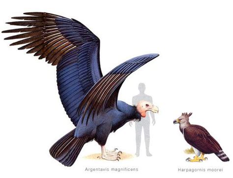 Largest birds that could fly: Argentavis and Haast's eagle, both prehistoric. | Prehistoric ...