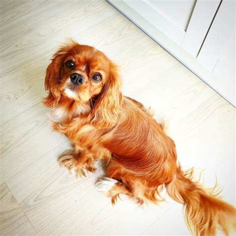 Cavalier King Charles Spaniel Dog Colors: A Complete List of All 10 ...