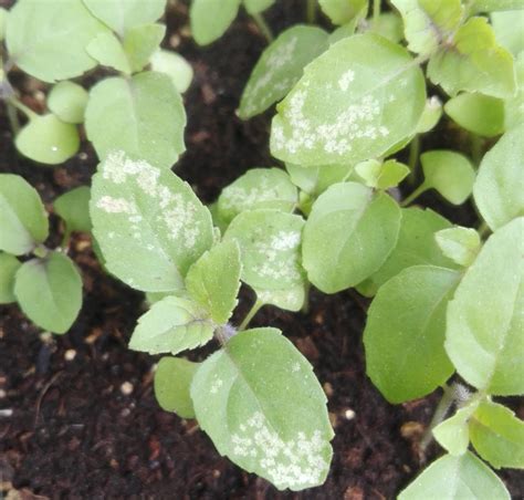 diseases - White spots on Ocimum tenuiflorum leaves (chlorosis?) - Gardening & Landscaping Stack ...