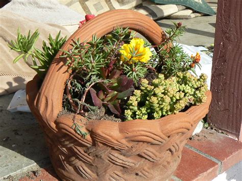 P1130583 | My favorite terra cotta planter, planted up with … | Flickr
