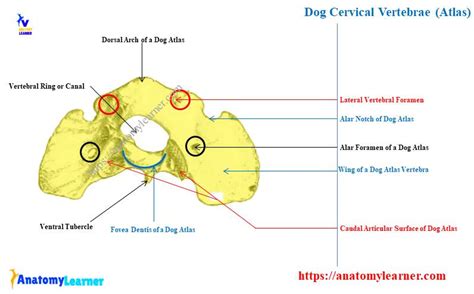 Dog Cervical Vertebrae Anatomy - Canine Atlas and Axis with Diagram » AnatomyLearner ...