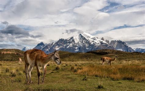 Chile, Nature, Animals, Landscape, Mountains Wallpapers HD / Desktop ...