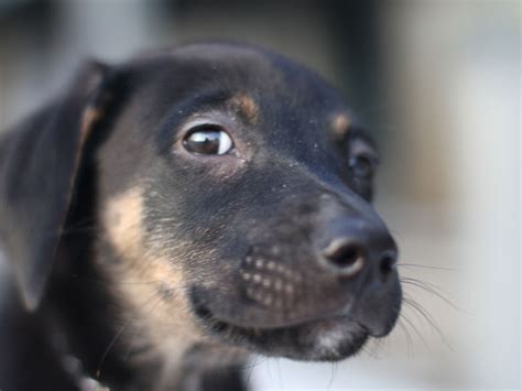 Two Sox - Doberman German Shepherd mix puppy