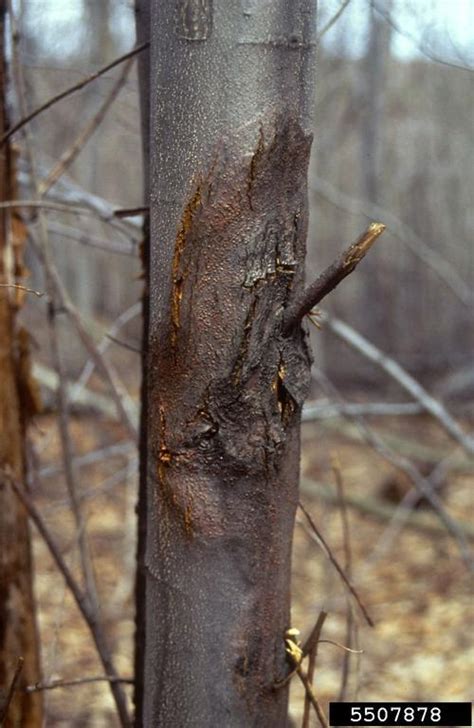 Chestnut Blight | Vermont Invasives