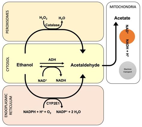 Oxidative pathway involved during ethanol metabolism. | Download ...