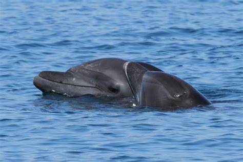 Atlantic Humpback Dolphin – "OCEAN TREASURES" Memorial Library