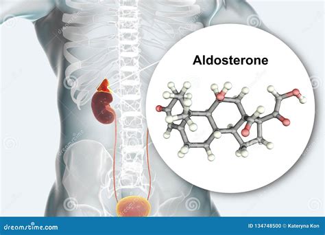 Conn`s Syndrome Pathophysiology. Primary Aldosteronism Scientific ...