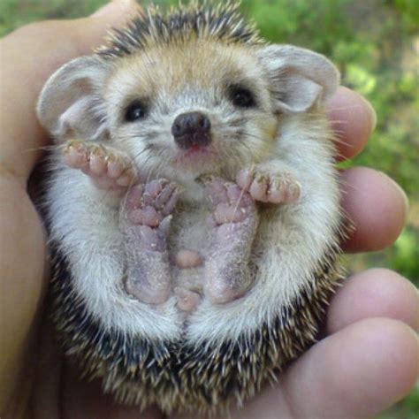 Baby Porcupine | baby porcupine | Animais bonitos, Criaturas fofas ...