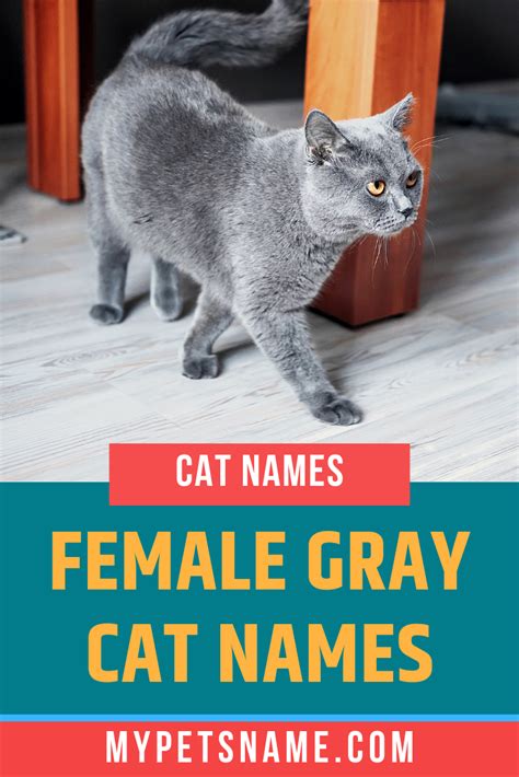 Female Gray Cat Names | Katzen