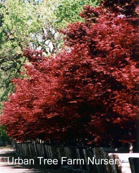 Acer palmatum 'Bloodgood' | Urban Tree Farm Nursery