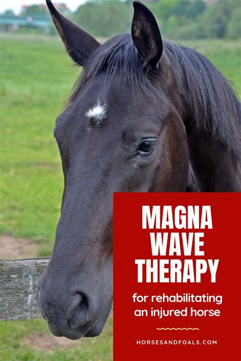 Magna Wave And Other Therapies For Rehabilitating An Injured Horse ...