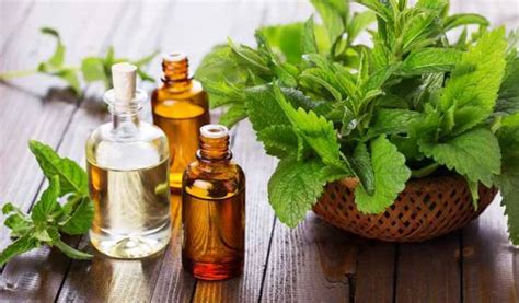 Top 10 Peppermint Essential Oil Benefits to Health, Skin & Hair