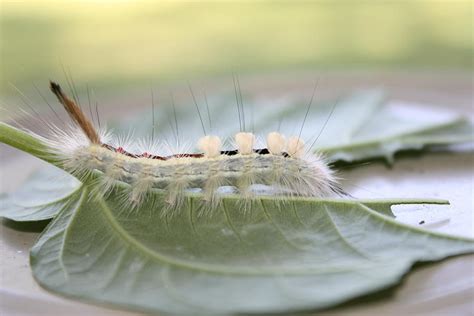 Wooly Booger Photograph by Paula Coley | Fine Art America