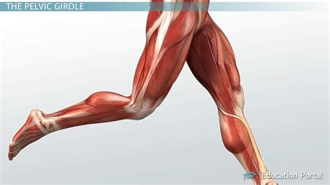 Muscular Function and Anatomy of the Upper Leg - Video & Lesson Transcript | Study.com
